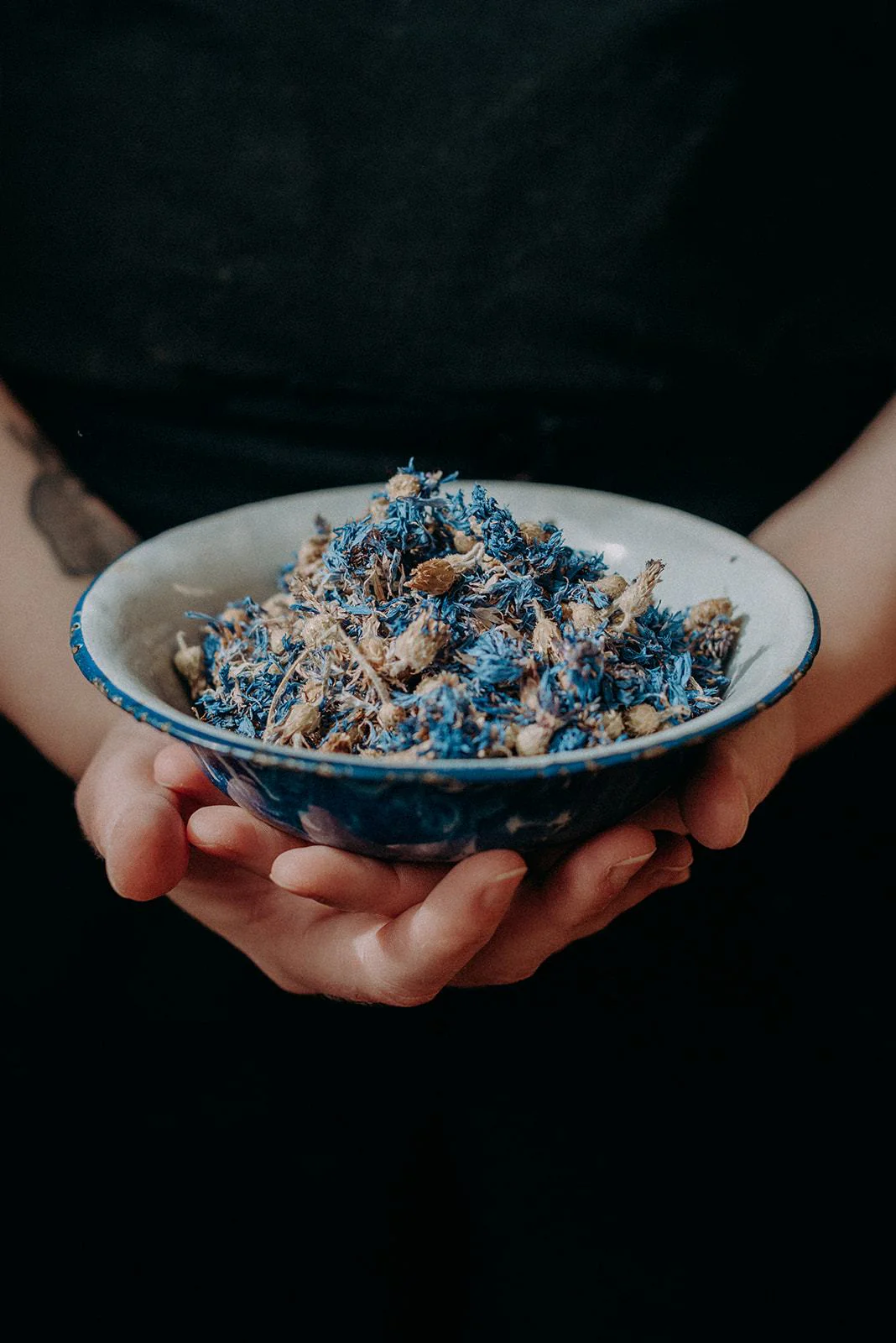 Centaurée bleuet